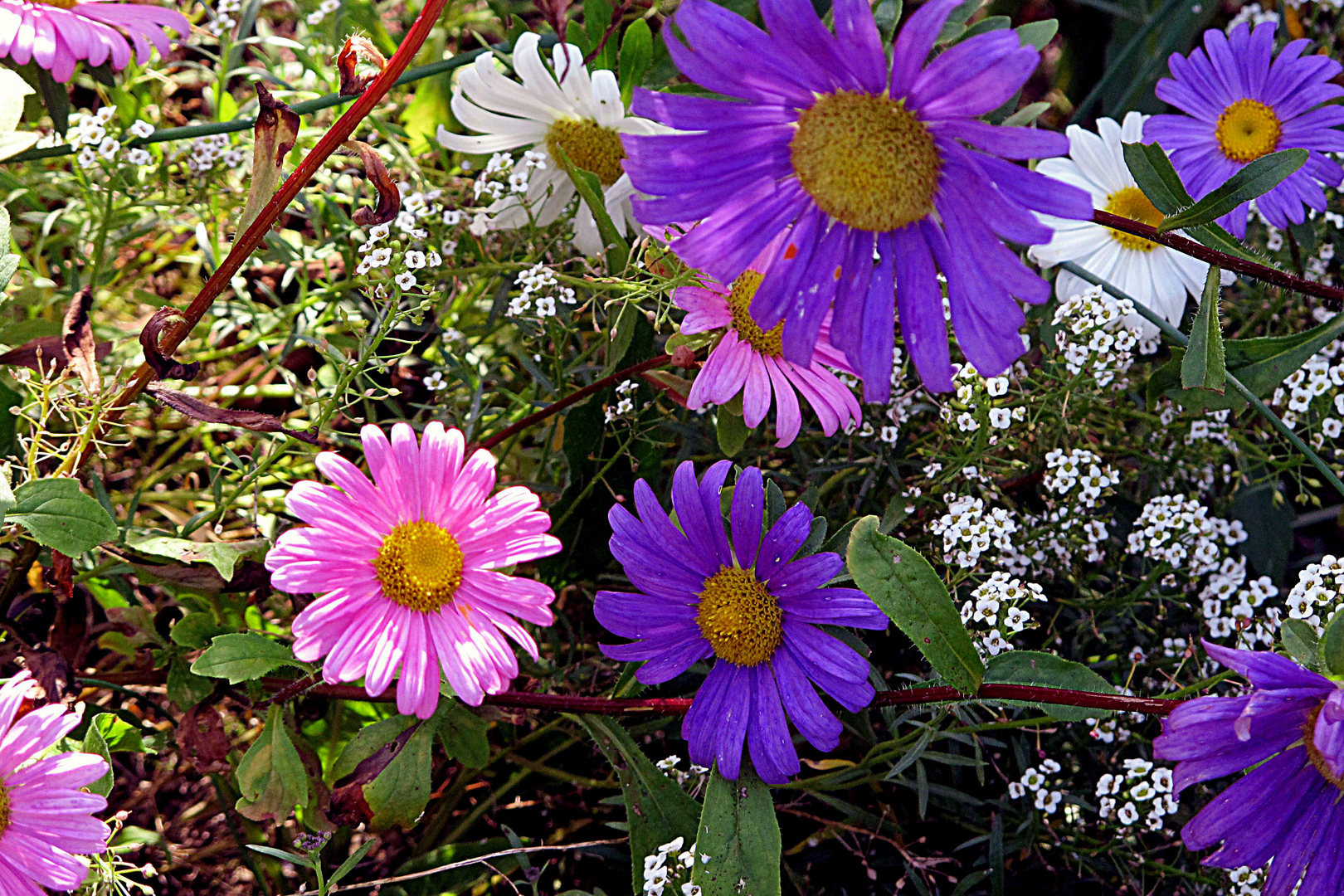 Astern im Garten bei B. in Siegburg