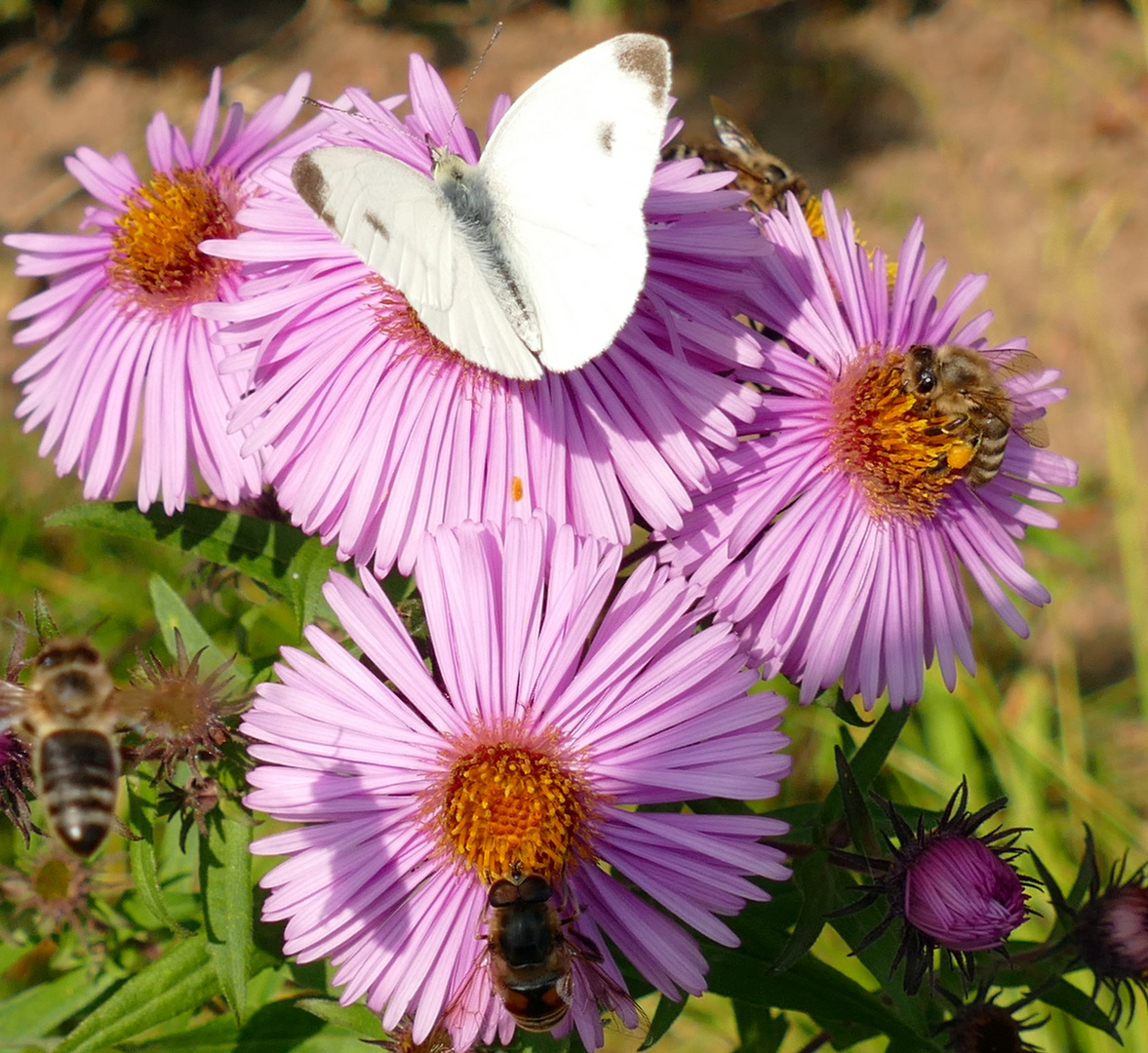 Astern mit Besuch