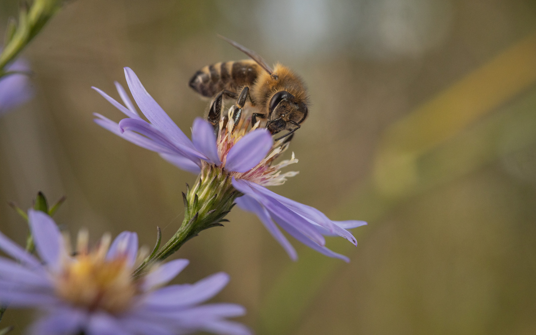 Astern mit Bienenbesuch