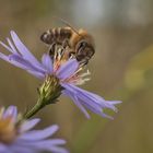 Astern mit Bienenbesuch