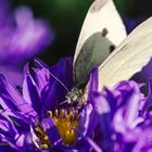 Astern mit Kohlweißling