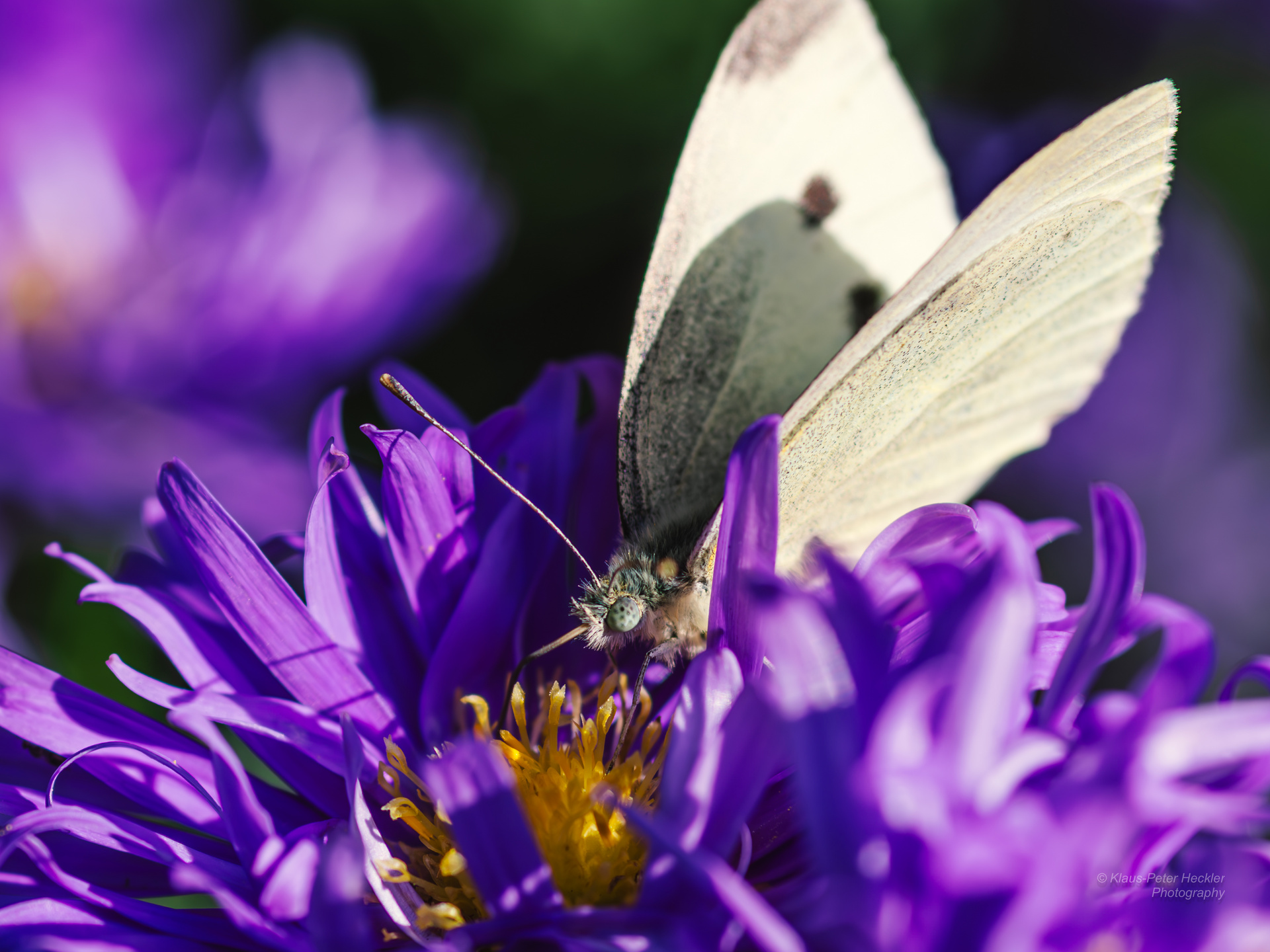 Astern mit Kohlweißling