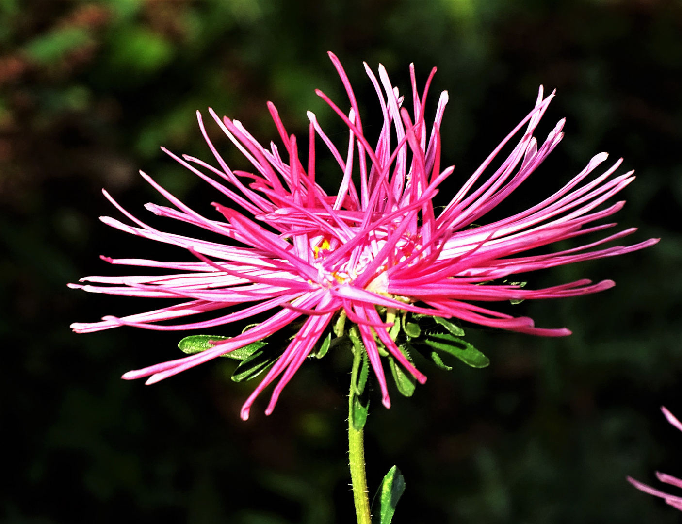 Asternblüte