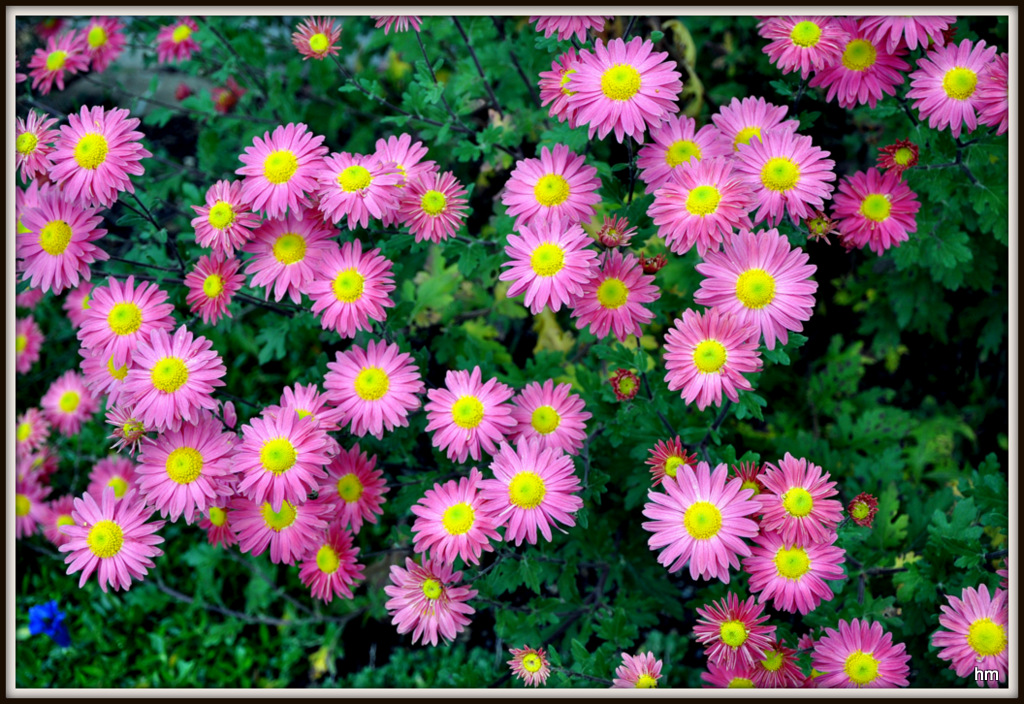 Asternblüte - auch noch Mitte November