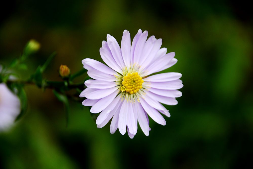 Asternblüte