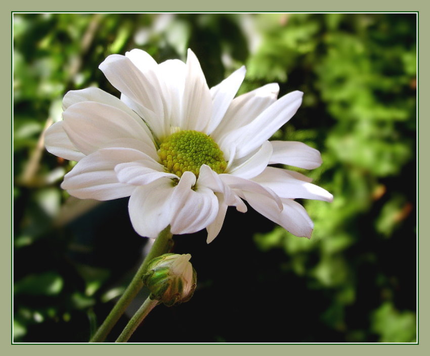 Asternblüte