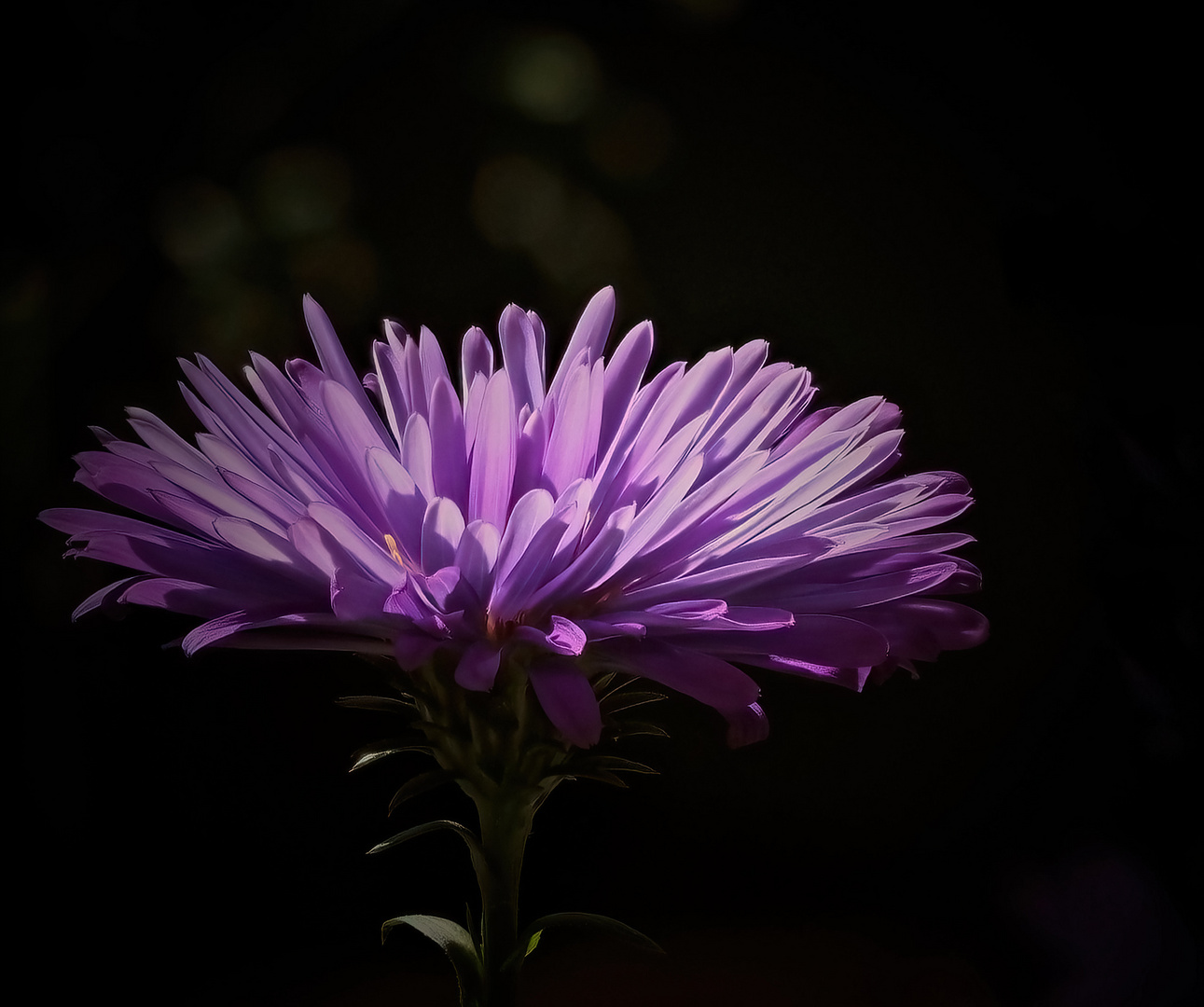 Asternblüte im Licht...