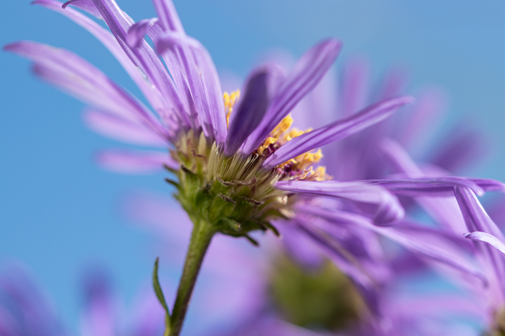 Asternblüte mal anders