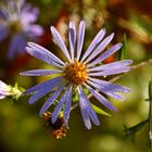 Asternblüte mit Herbst-Morgentau