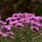 Asternblüten in meinem Garten