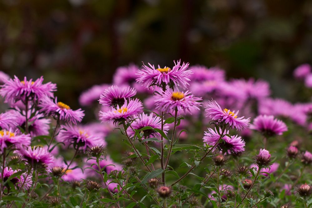 Asternblüten in meinem Garten