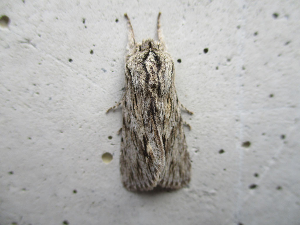 Asteroscopus (Brachionycha) sphinx - Herbst Rauhaareule    