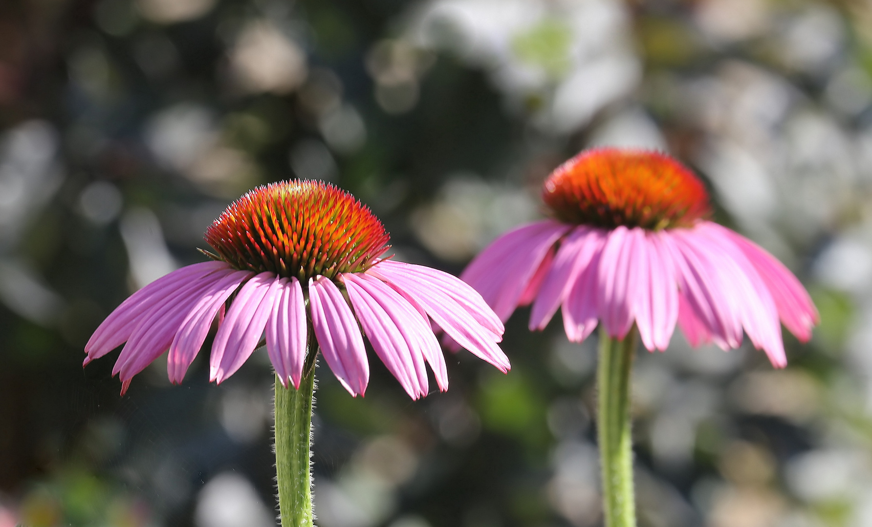 Asters - Astern