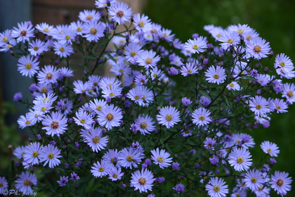 ASTERS AU JARDIN