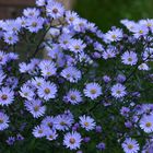 ASTERS AU JARDIN