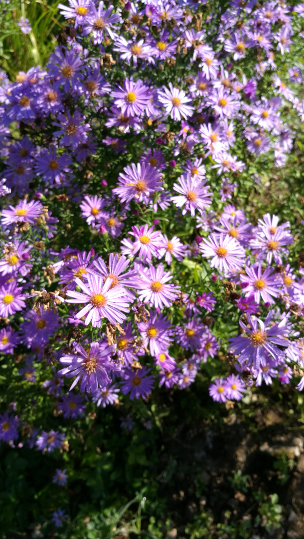 Asters... D'automne...