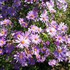 Asters... D'automne...