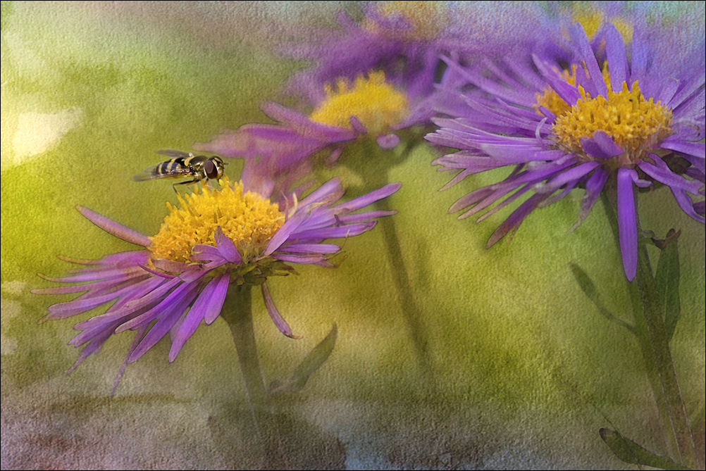 Asters des Alpes 