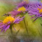 Asters des Alpes 