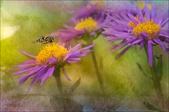 Asters des Alpes 