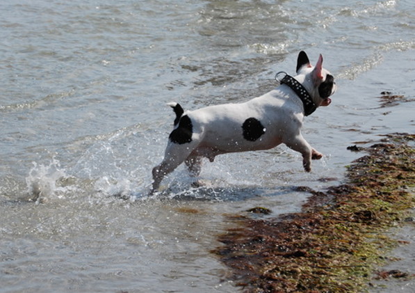 Asti im Wasser