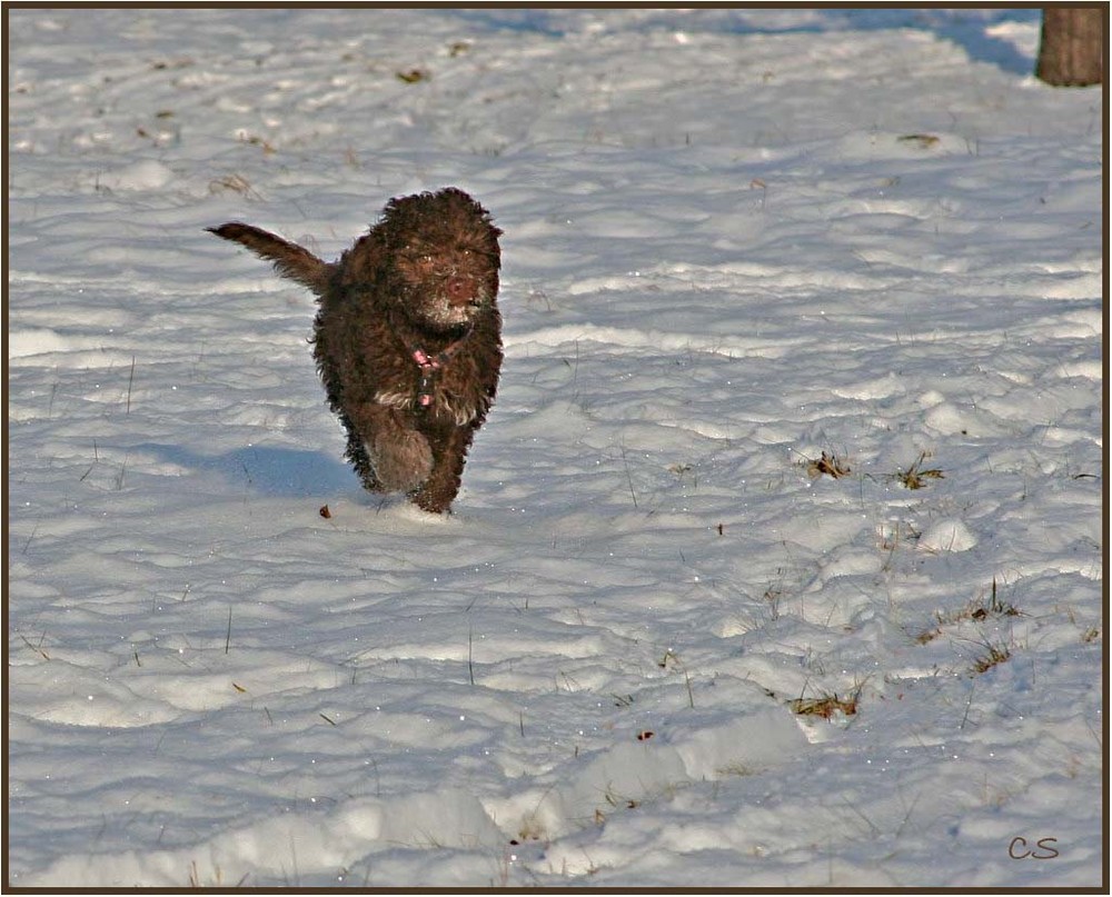 Asti, Lagotto Romagnolo, 3 Monate alt