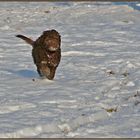 Asti, Lagotto Romagnolo, 3 Monate alt