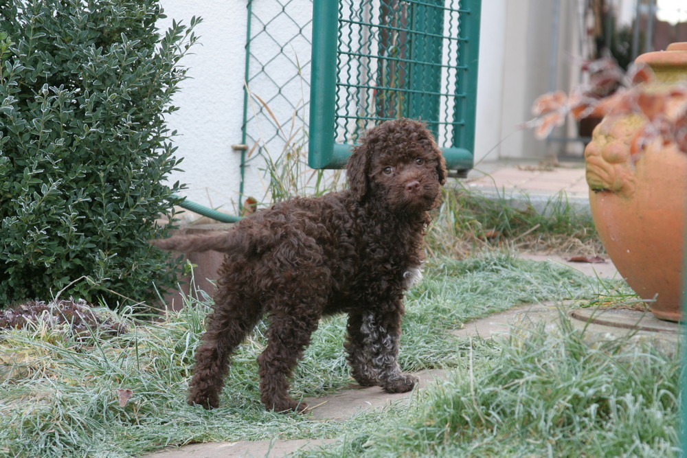 My Lagotto Puppy Brown Roan Cooper Lagotto Romagnolo Puppy Lagotto Romagnolo Puppies
