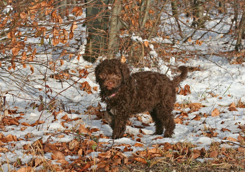 Asti, Lagotto Welpe