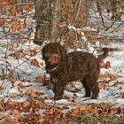 Asti, Lagotto Welpe