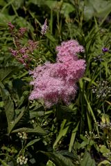 Astilbe [ 01 ]