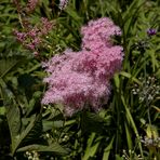 Astilbe [ 01 ]