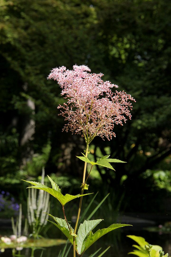 Astilbe [ 02 ]