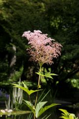 Astilbe [ 02 ]