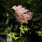 Astilbe [ 02 ]