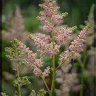 Astilbe