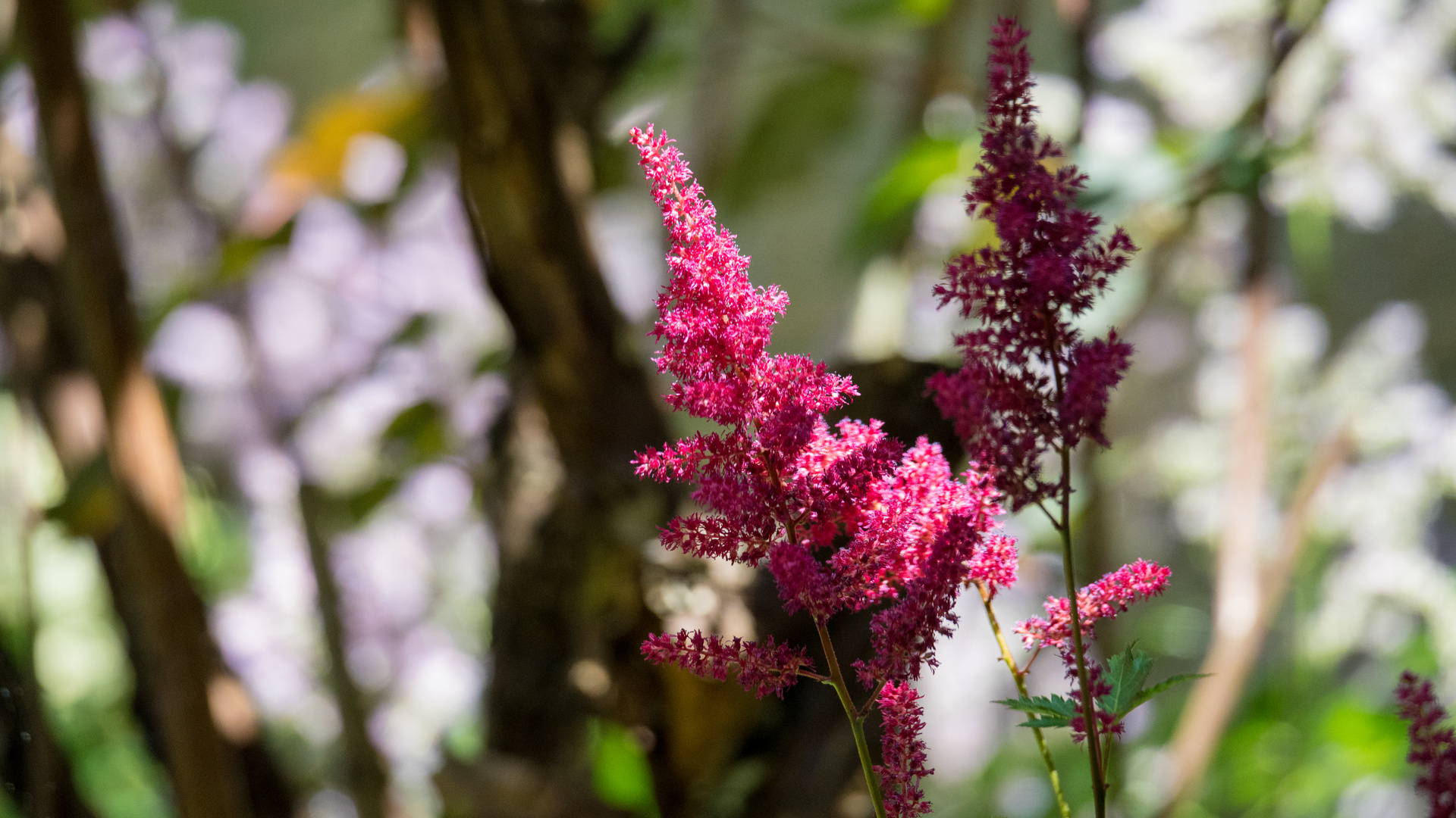 Astilbe am Mittwoch