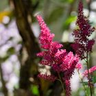 Astilbe am Mittwoch