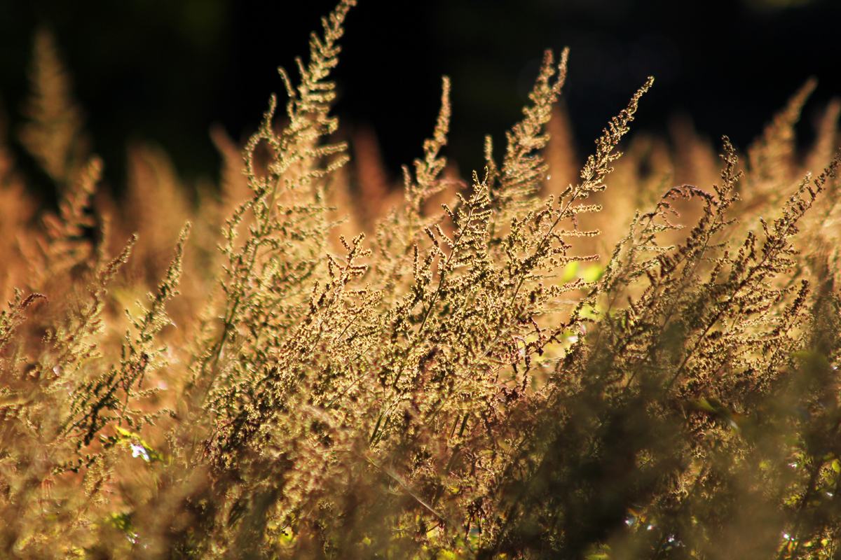 Astilbe chinensis