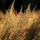 Astilbe chinensis