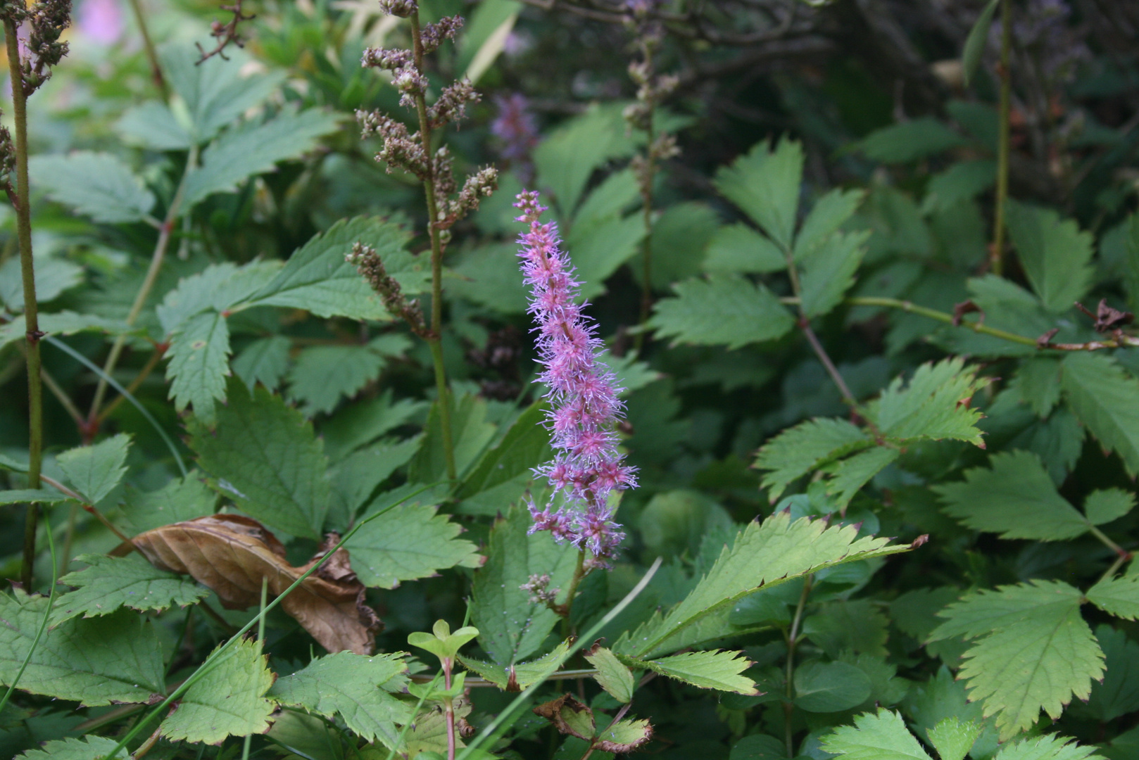 Astilbe2