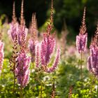 Astilben im Höhenpark Killesberg