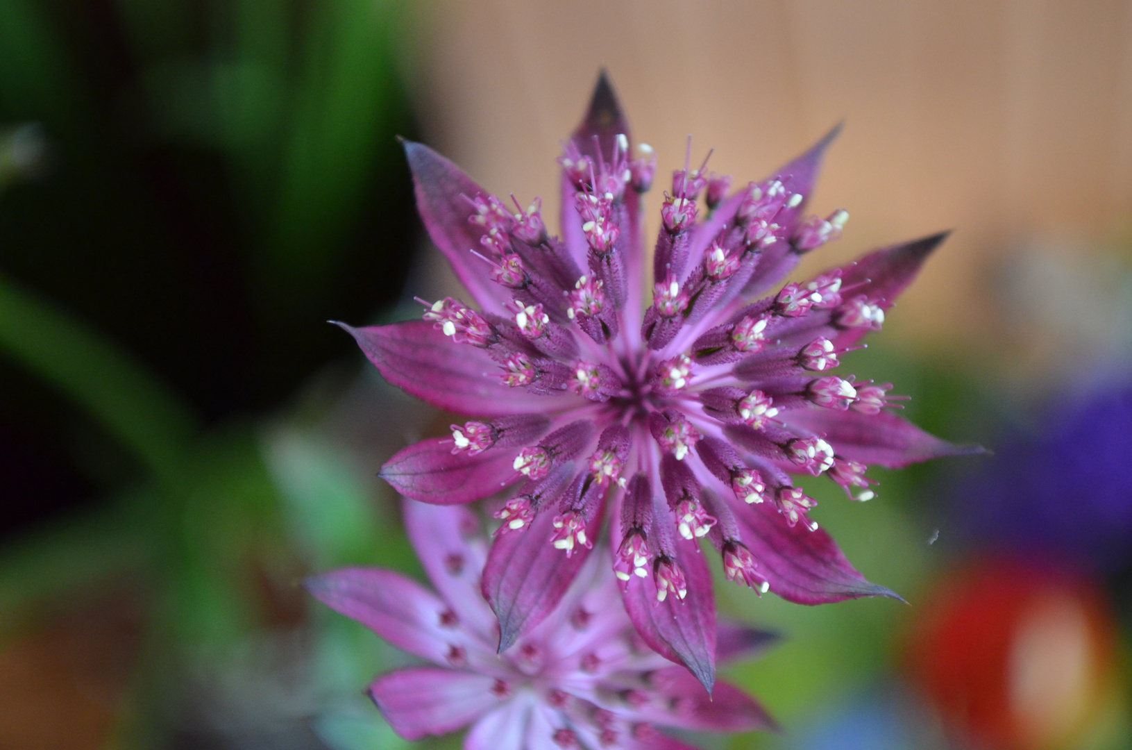 Astrantia