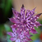 Astrantia