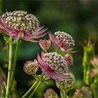 ****Astrantia****