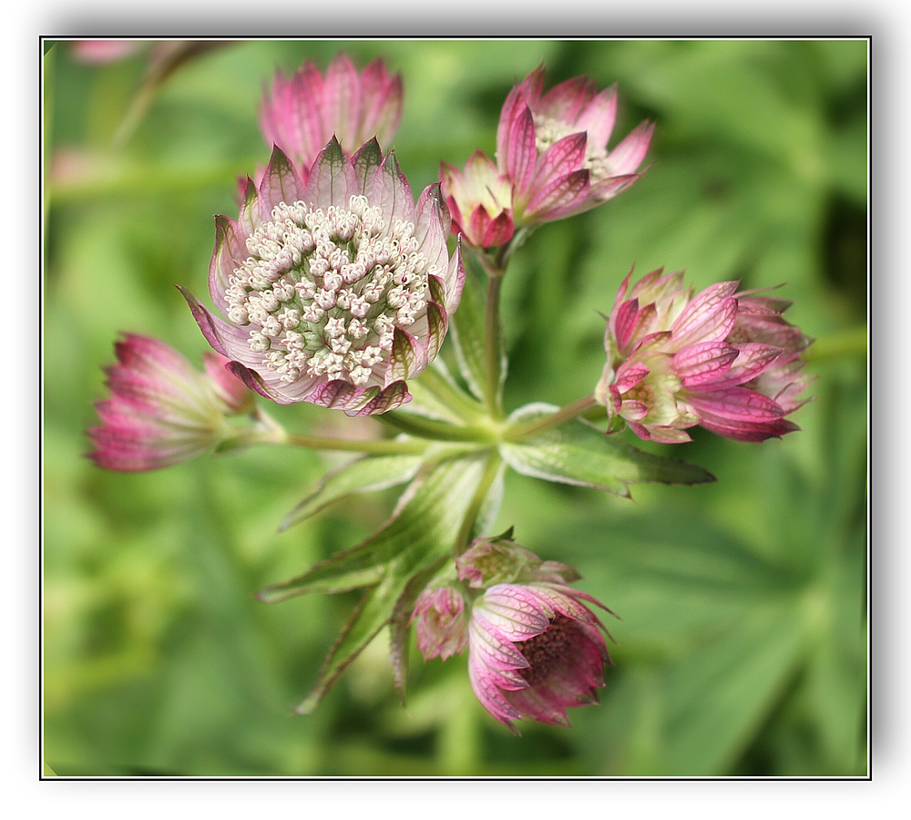 Astrantia