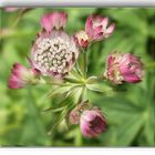 Astrantia