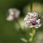 Astrantia