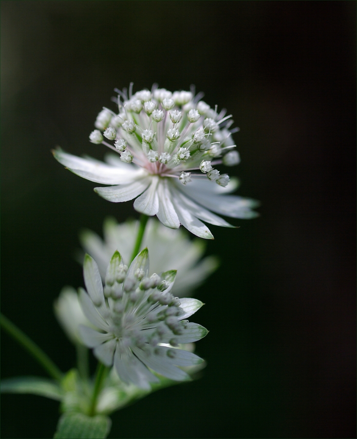 ... astrantia ...