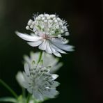 ... astrantia ...